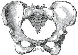 normal pelvis